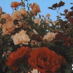 Meet your Posher, Kyah